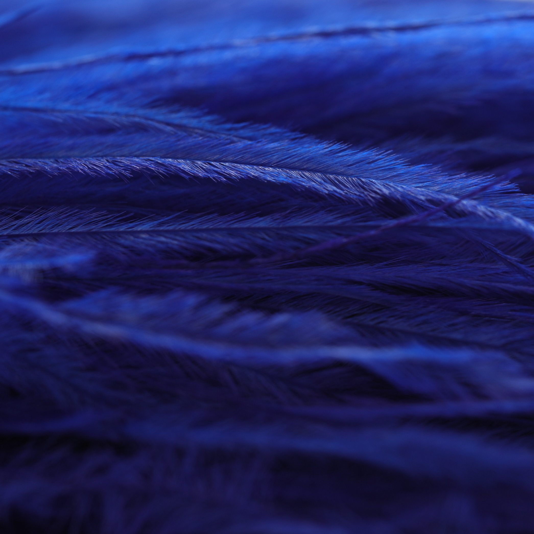 Plume d'autruche Bleu roi 8-10 / 10-15 / 15-18